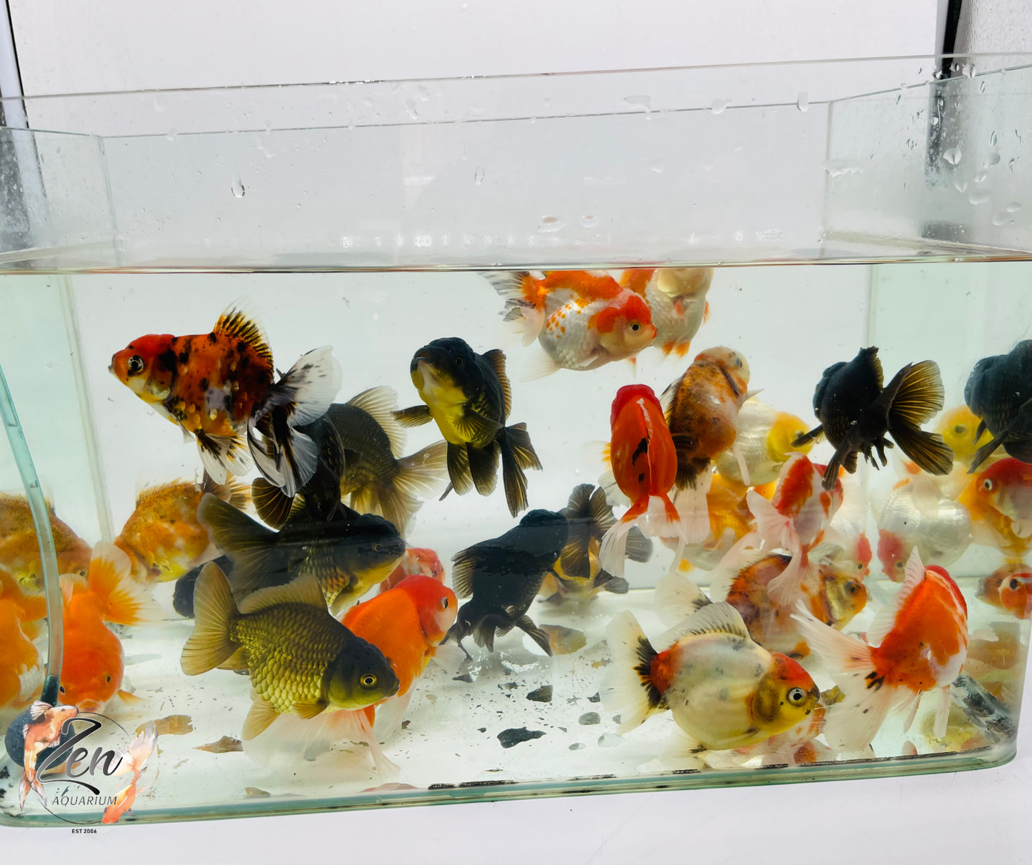 Assorted Oranda 9-12cm NEW STOCK WEEKLY