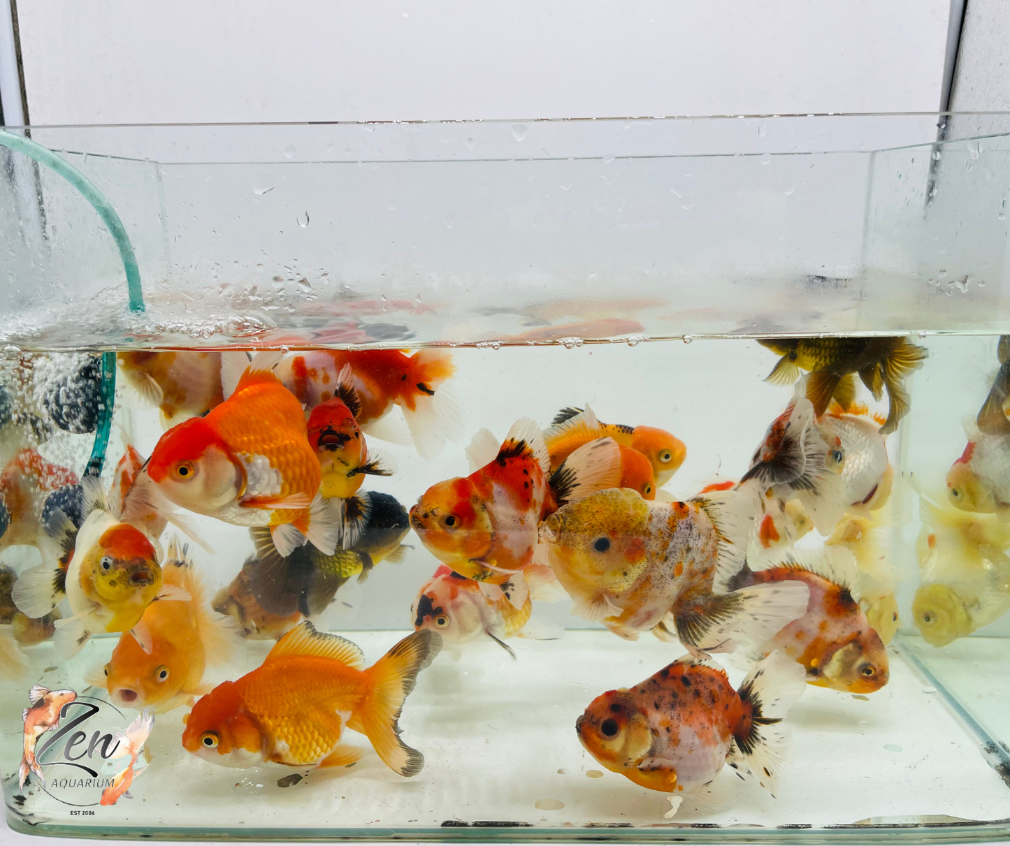 Assorted Oranda 9-12cm NEW STOCK WEEKLY