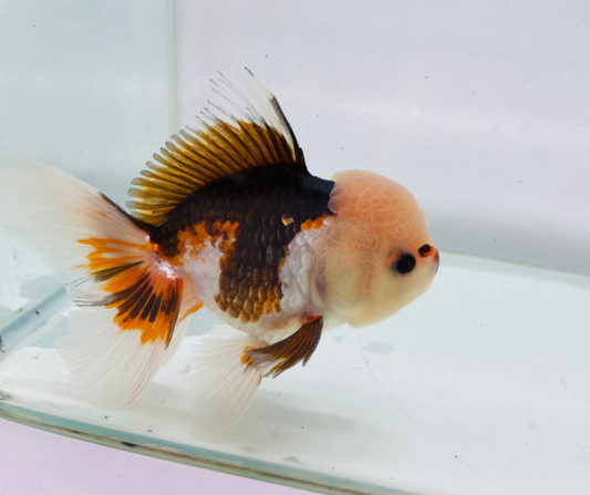Tri Lemon Head Oranda Goldfish (10-11 cm)