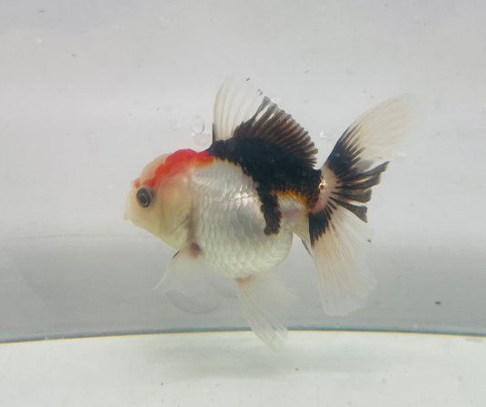 Tri Oranda Goldfish (8-9cm)