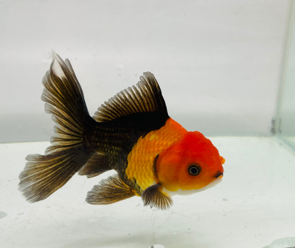 Black&Red Oranda Goldfish (8-9cm)