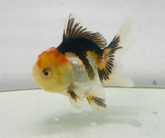 Tri Lemon Head Oranda Goldfish (9cm)
