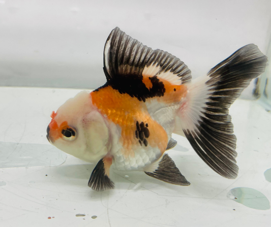 Tri Lemon Head Oranda Goldfish (8-9cm)