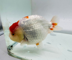 Red&White Ranchu Goldfish 11-12cm - Zen Aquarium AU