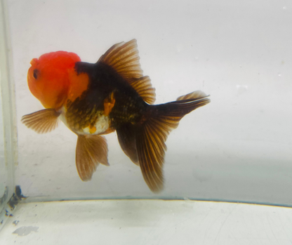 Tri Oranda Goldfish (8-9cm)