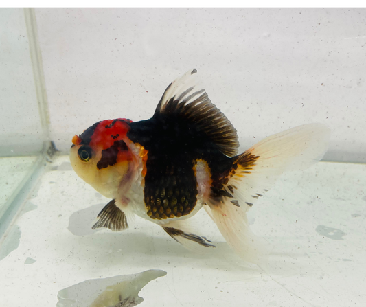 Tri Oranda Goldfish (9-10 cm)