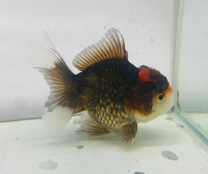 Black&Red Oranda Goldfish (9cm)