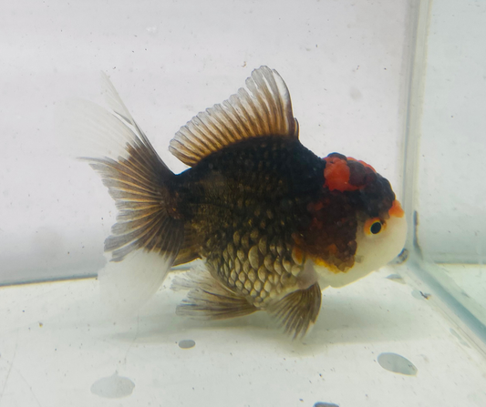 Black&Red Oranda Goldfish (9cm)