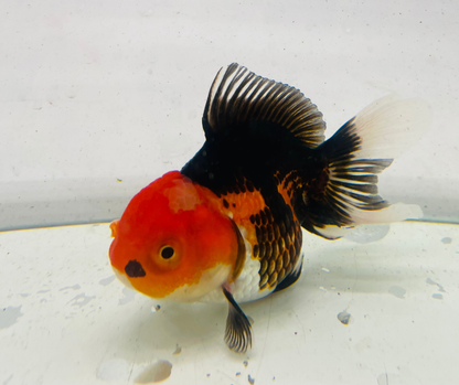 Tri Oranda Goldfish (11 cm)