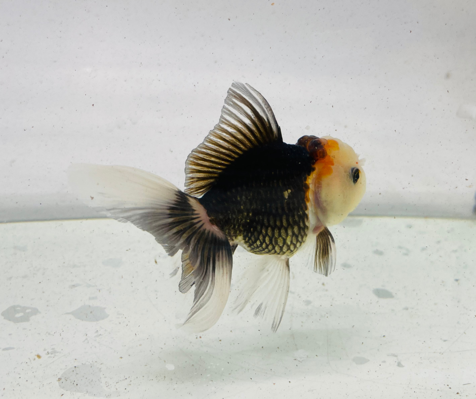 Tri Lemon Head Oranda Goldfish (9 cm)