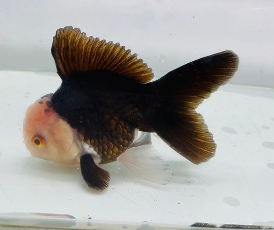 Panda Lemon Head Oranda Goldfish (10-11 cm)