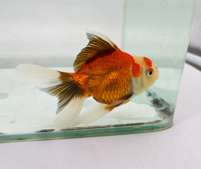 Tri Oranda Goldfish (8-9cm)