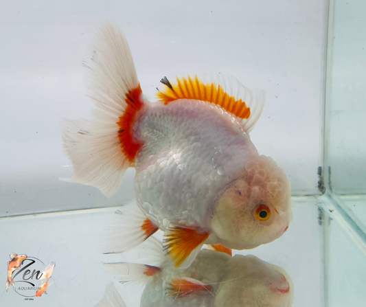 Rosetail Oranda Goldfish (12-13 cm)