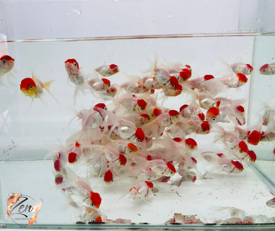 Cute Red Cap Oranda in aquarium tank