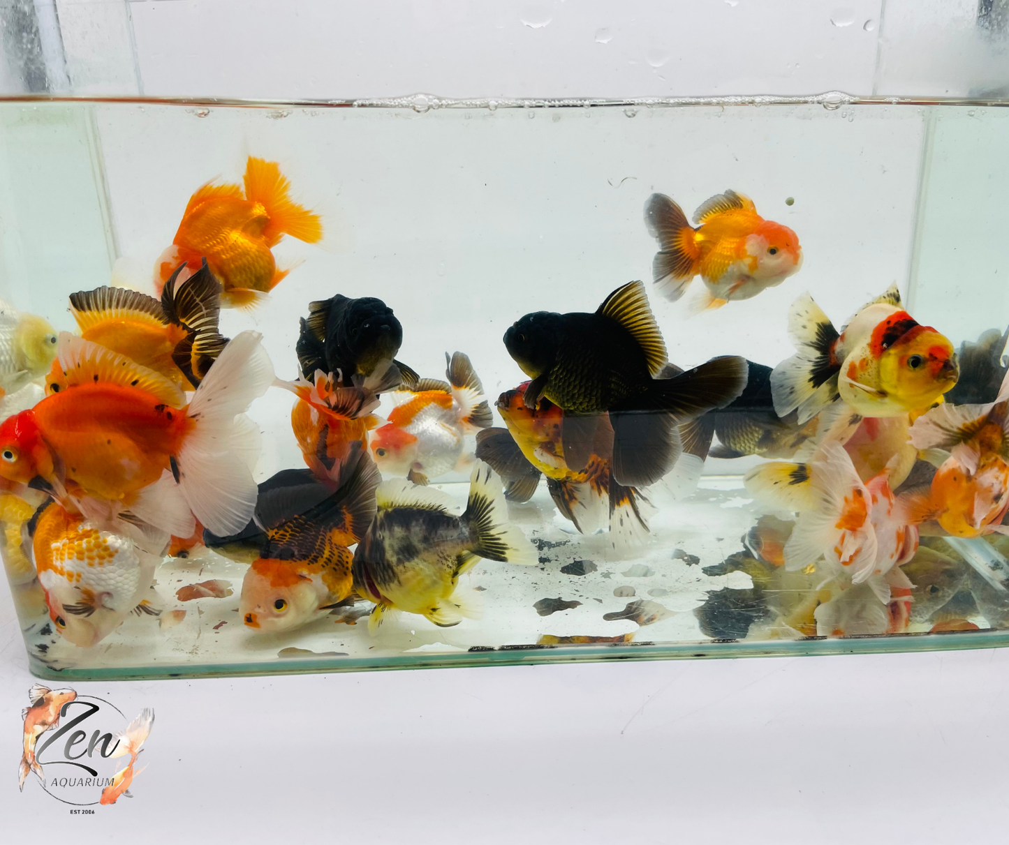 Assorted Oranda 9-12cm NEW STOCK WEEKLY