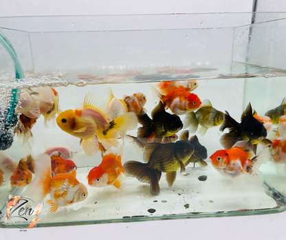 Assorted Oranda 9-12cm NEW STOCK WEEKLY