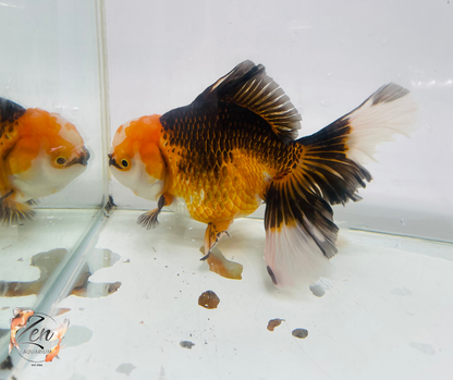 JUMBO Rosetail Oranda 16cm