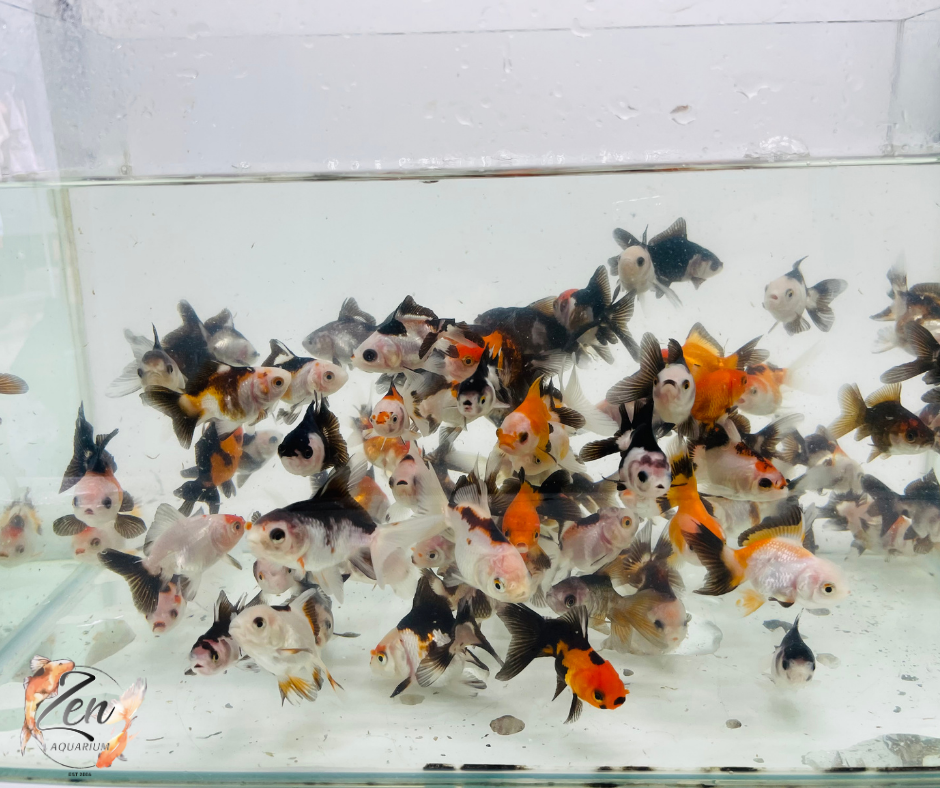 Tri and Panda Oranda (5 cm) - Zen Aquarium AU