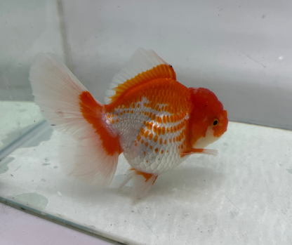 Rosetail Oranda Goldfish (12-13 cm)