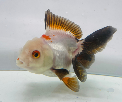 Tri Lemon Head Oranda Goldfish (10-11 cm)