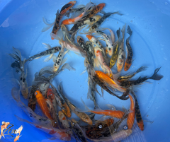 Butterfly Koi Fish 15-18cm - Zen Aquarium AU