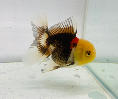 Tri Lemon Head Oranda Goldfish (9cm)