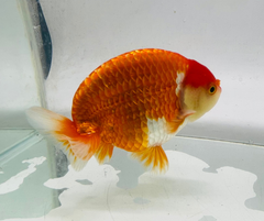 Red&White Ranchu Goldfish 11-12cm - Zen Aquarium AU