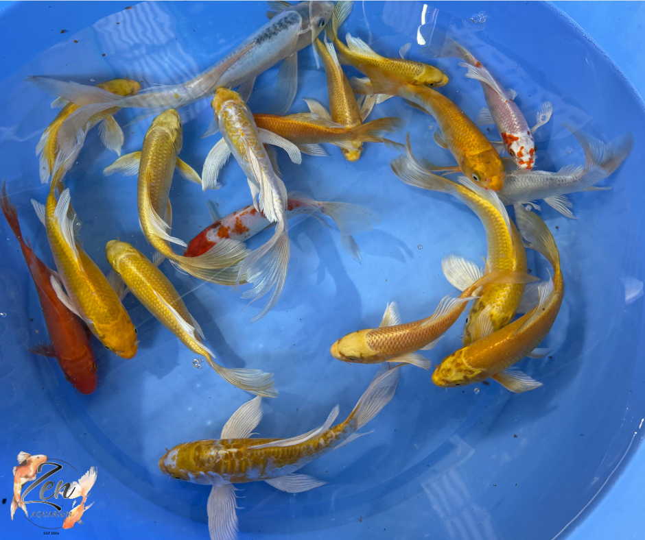 Butterfly Koi Fish 18-21 cm