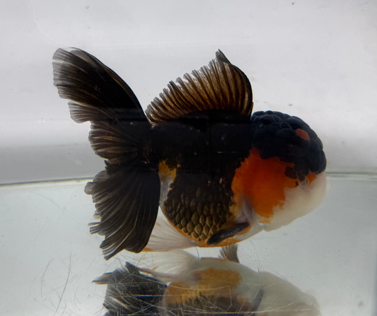 Tri Oranda Goldfish (10-11 cm)