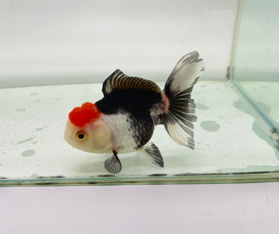 Tri Oranda Goldfish (9-10 cm)