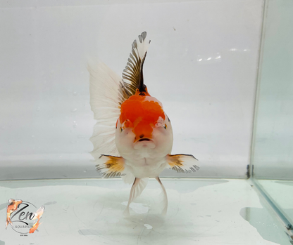 JUMBO Rosetail Oranda 16cm