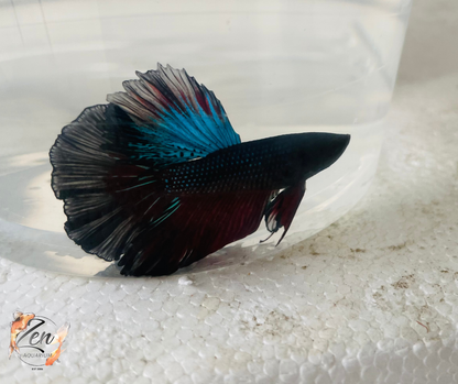 Male Halfmoon Betta (Available in store only)