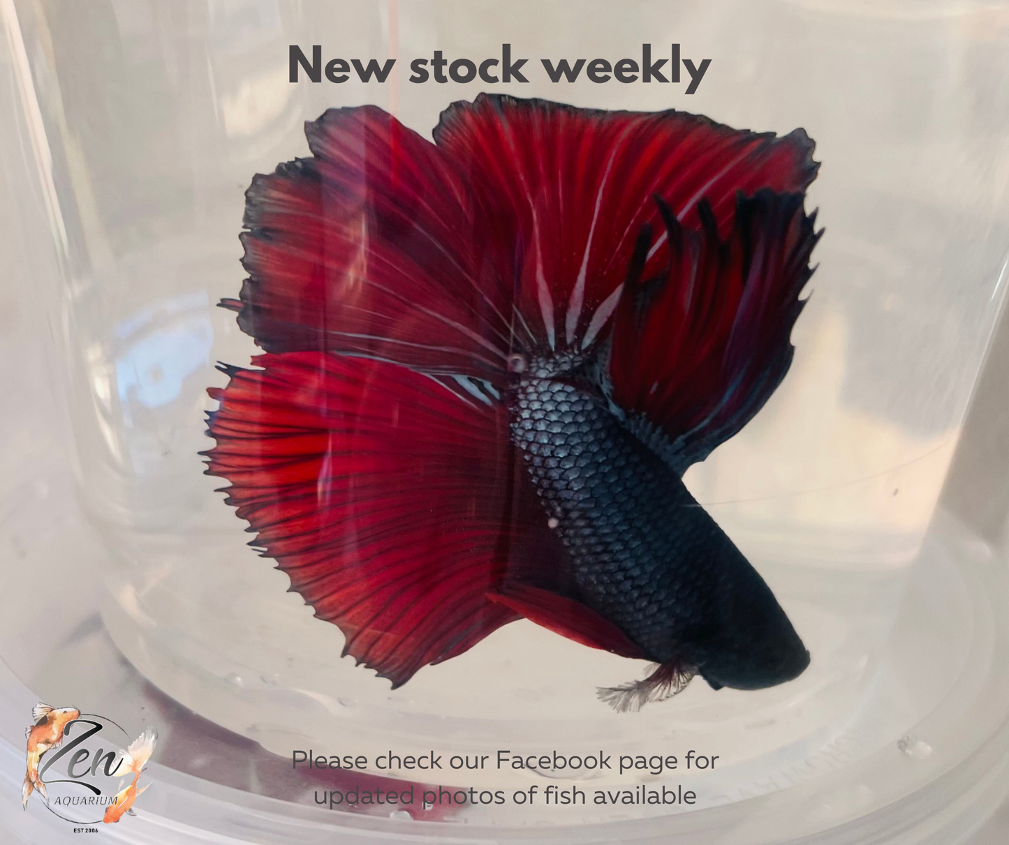 Male Halfmoon Betta (Available in store only)