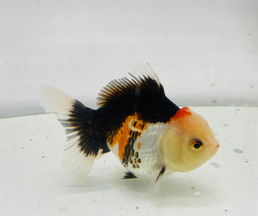 Tri Oranda Goldfish (10 cm)