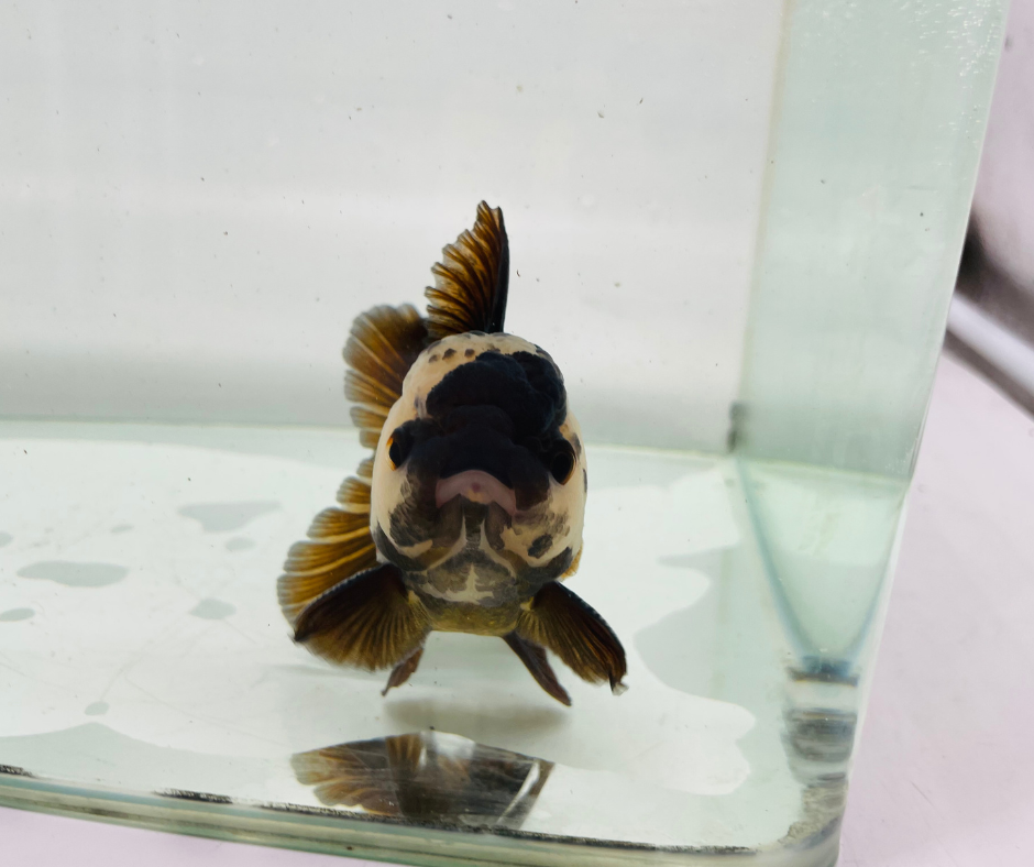 Panda Lemon Head Oranda Goldfish (10-11 cm)