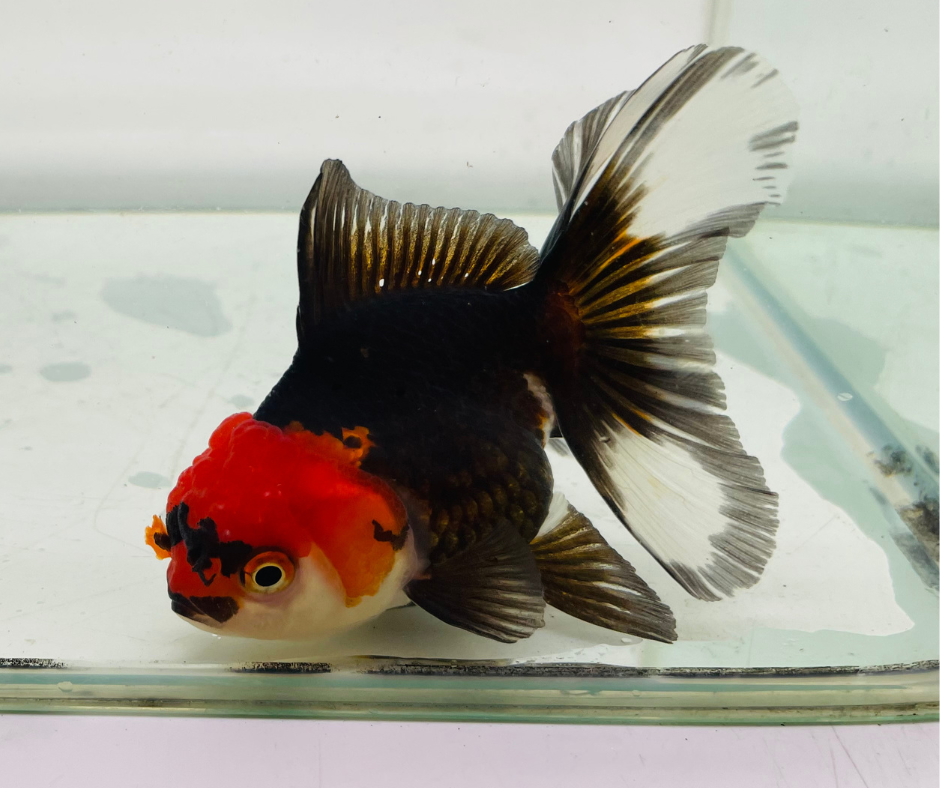 Tri Oranda Goldfish (9-10 cm)