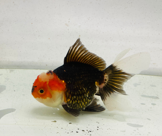 Tri Oranda Goldfish (11 cm)