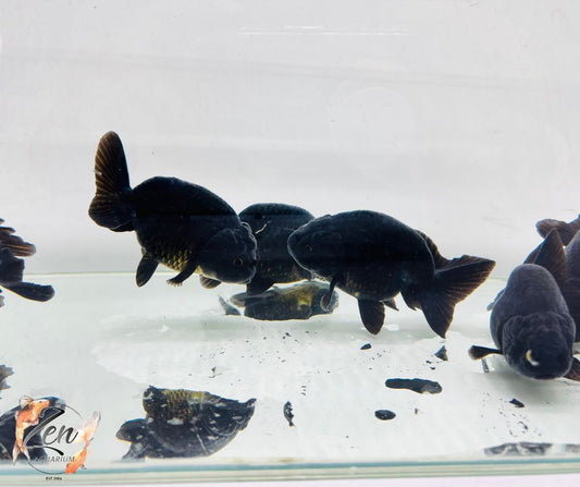 Ranchu Goldfish - Black (8-9 cm) | Zen Aquarium - Zen Aquarium AU