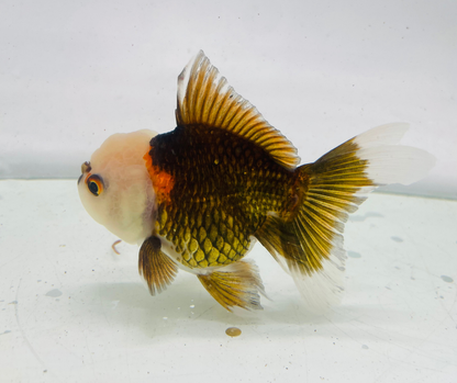 Tri Lemon Head Oranda Goldfish (10 cm)