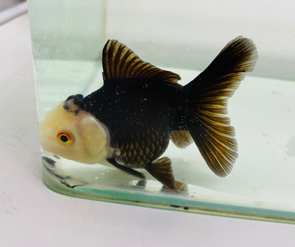 Black Panda Lemon Head Oranda Goldfish (8-9cm)