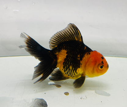 Black&Red Oranda Goldfish (8-9cm)