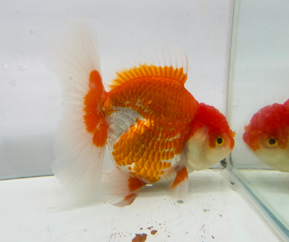 Rosetail Oranda Goldfish (12-13 cm)
