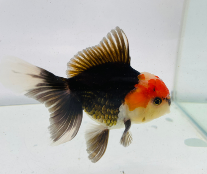 Tri Oranda Goldfish (9-10cm)