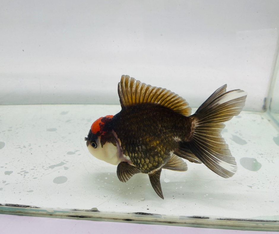 Tri Oranda Goldfish (9-10 cm)