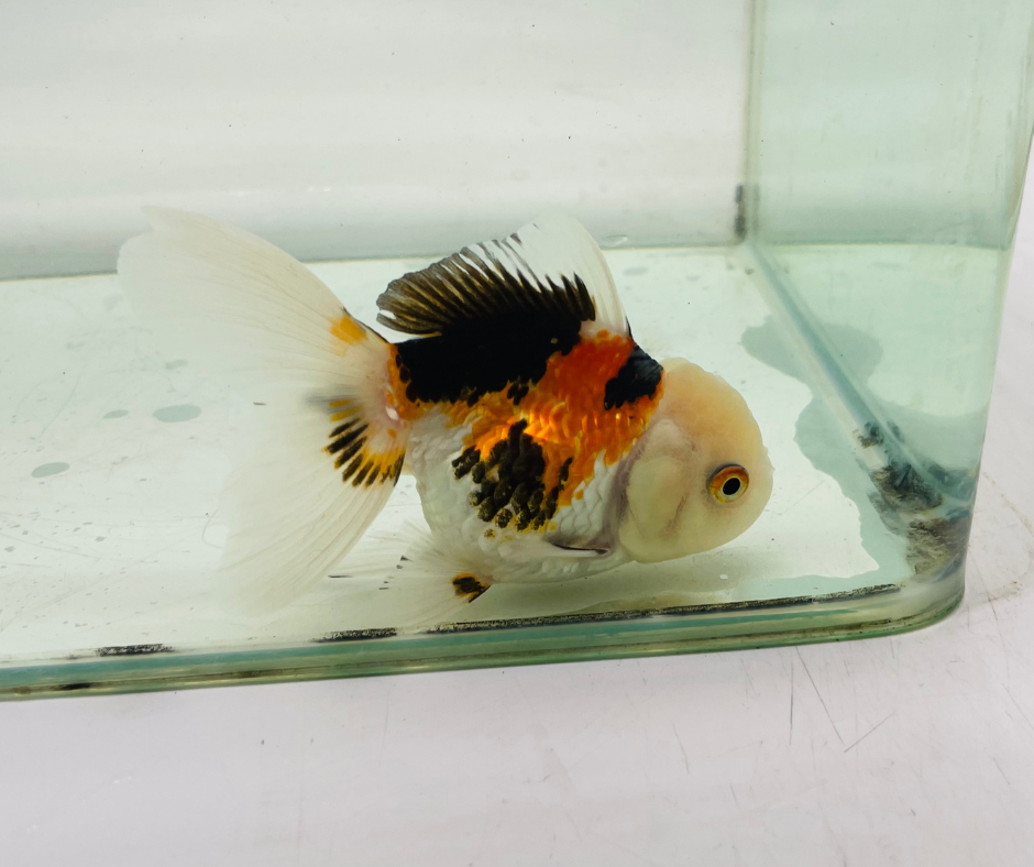 Tri Lemon Head Oranda Goldfish (9-10 cm)