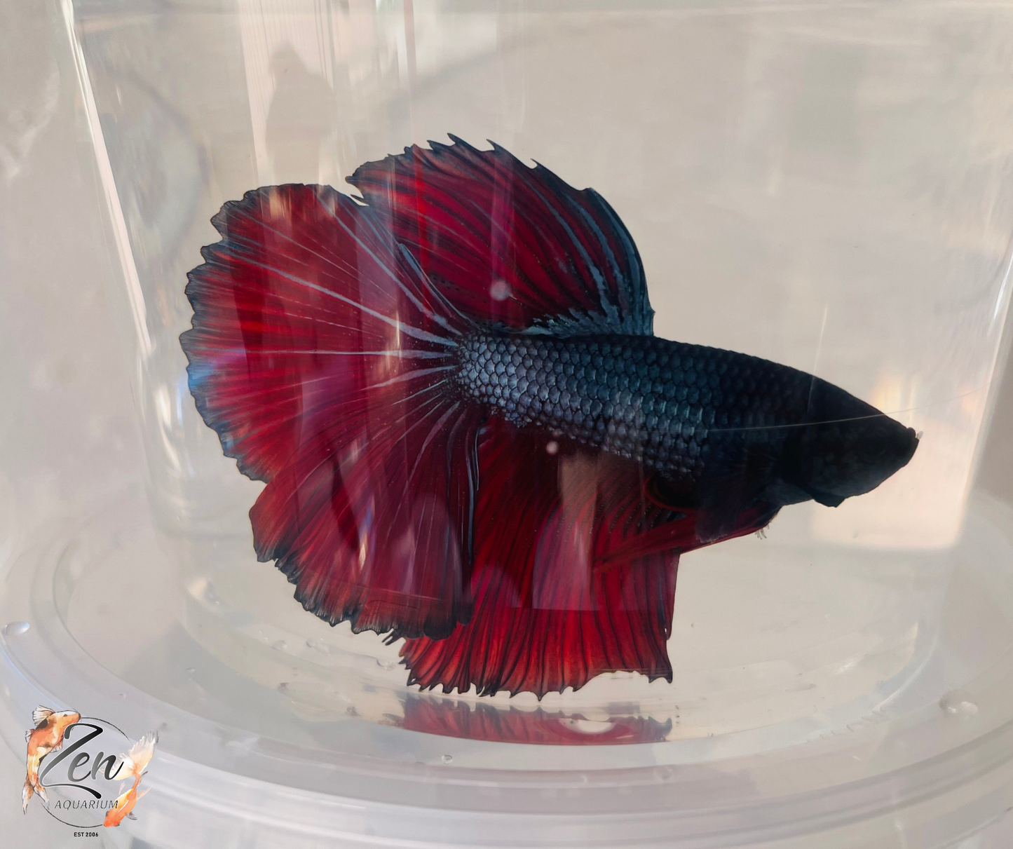 Male Halfmoon Betta (Available in store only)