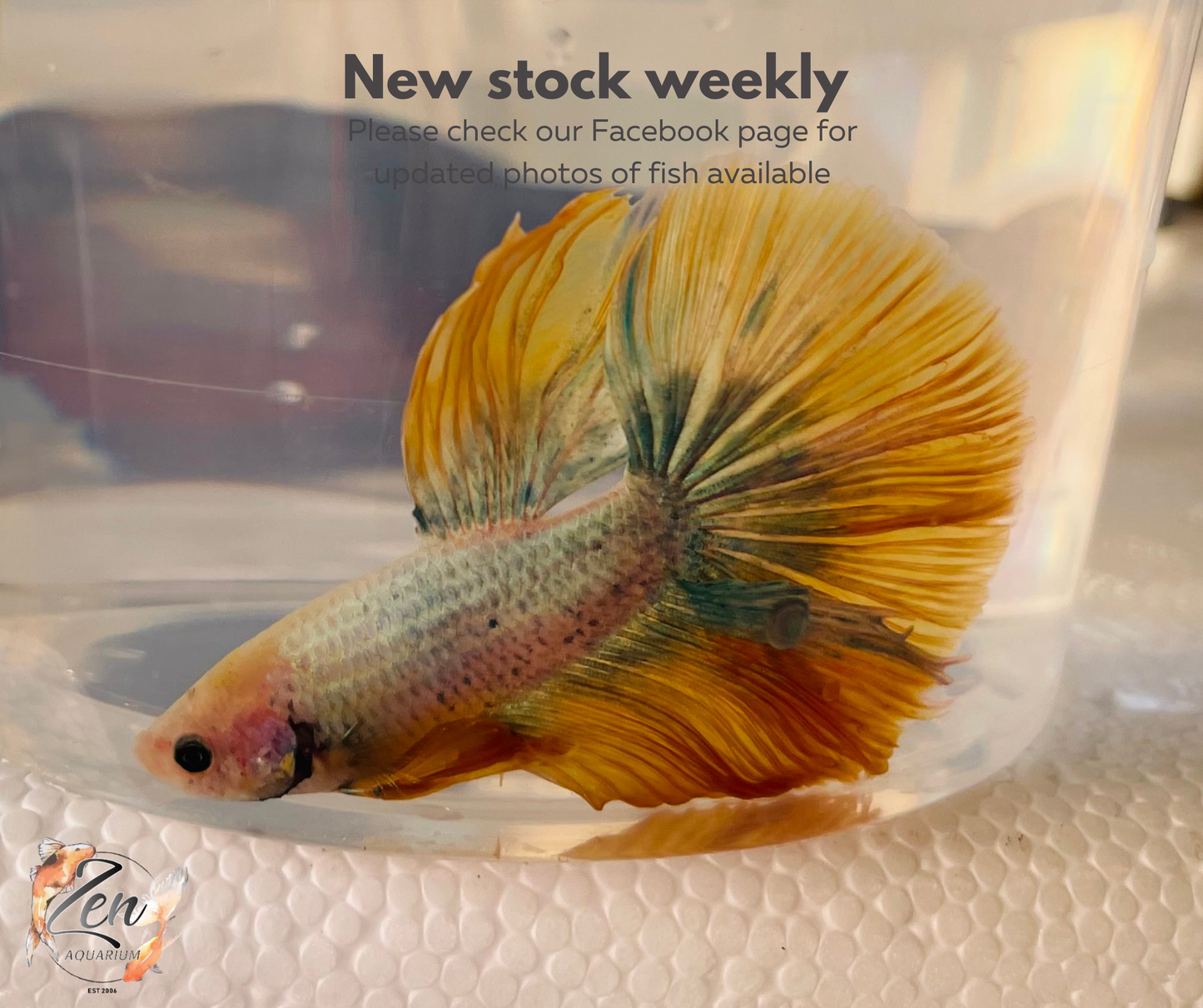 Male Halfmoon Betta (Available in store only)