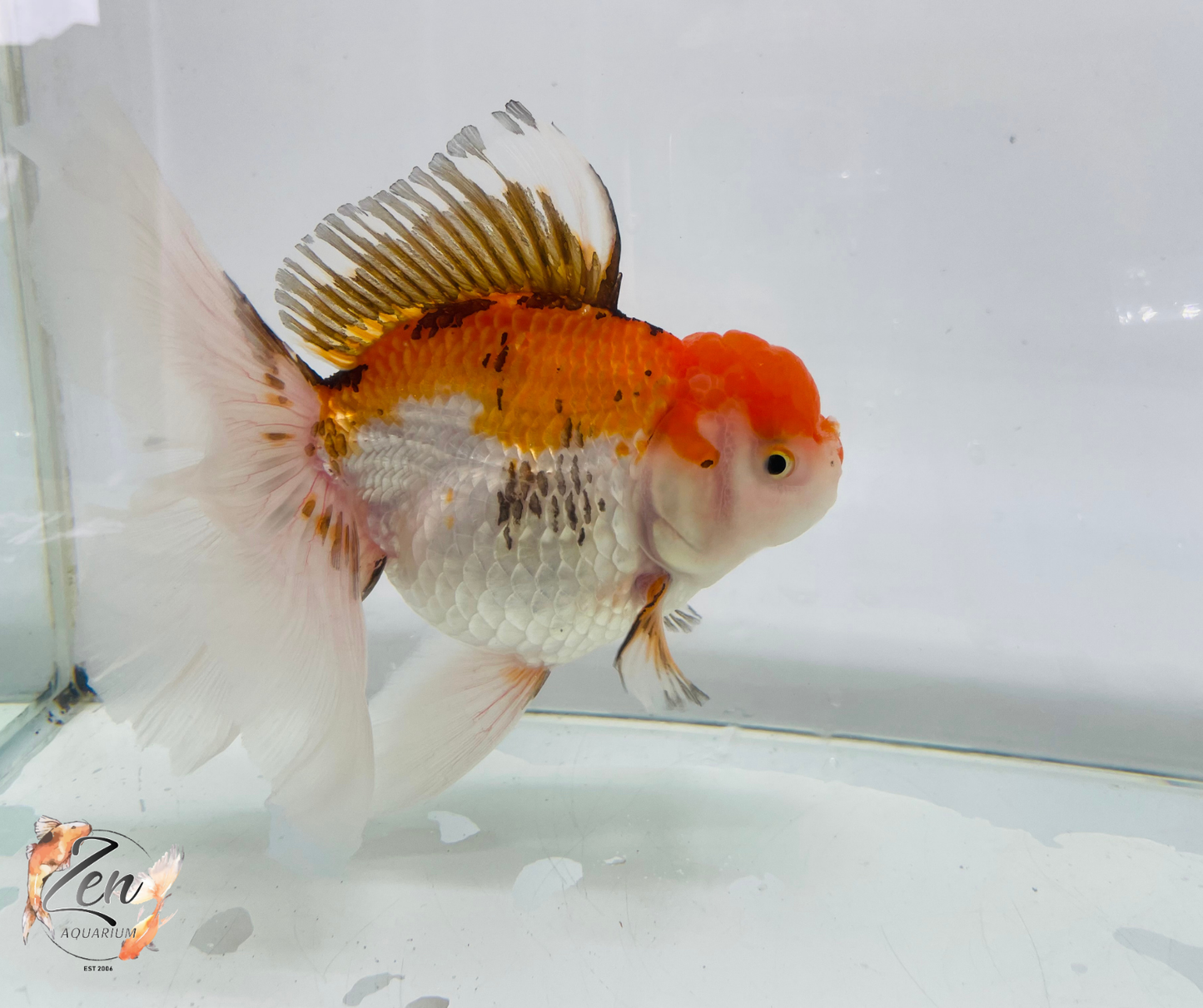 JUMBO Rosetail Oranda 16cm