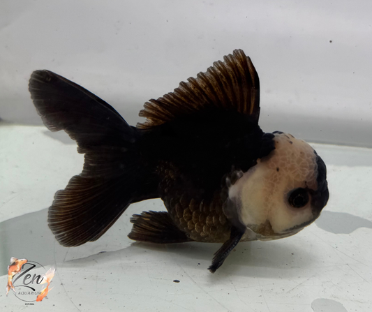 Black Panda Oranda Goldfish (10-11 cm)