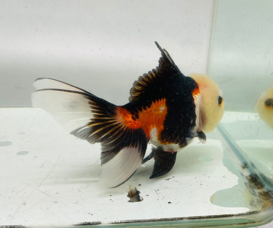 Lemon Head Tri Oranda Goldfish (10-11 cm) - Zen Aquarium AU
